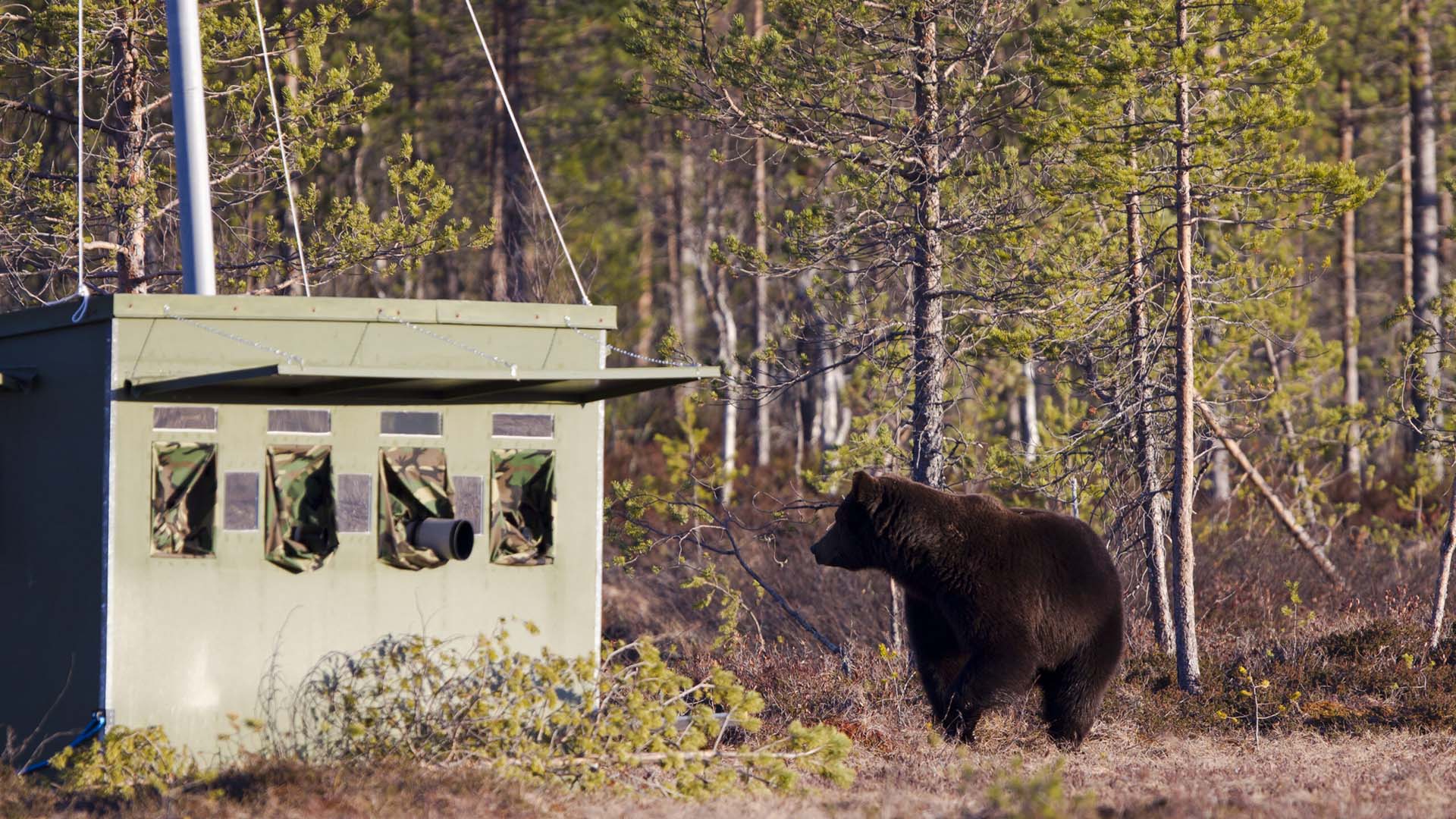 a brown bear near a photography hide
