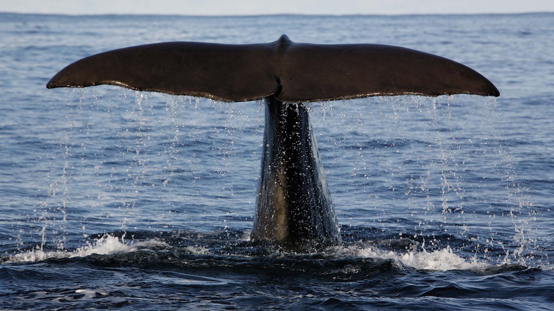 coda di balena fuori dall'acqua ad andenes, vesterålen