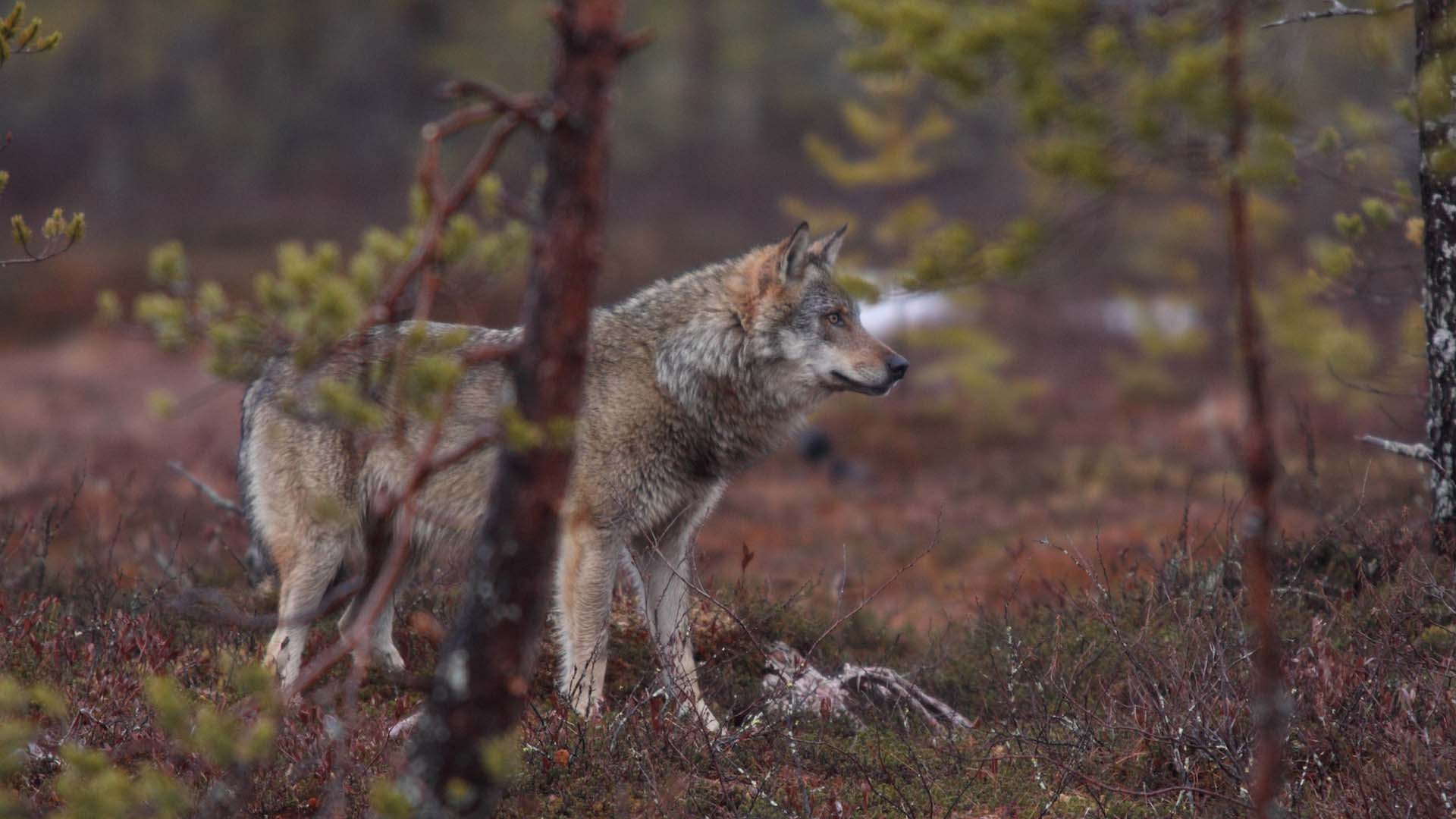 lupo grigio nella taiga di Martinselkonen