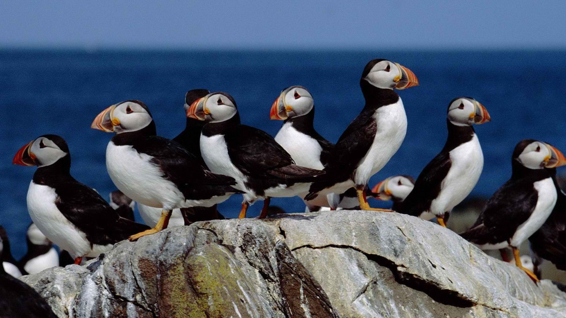 Puffins on a cliff
