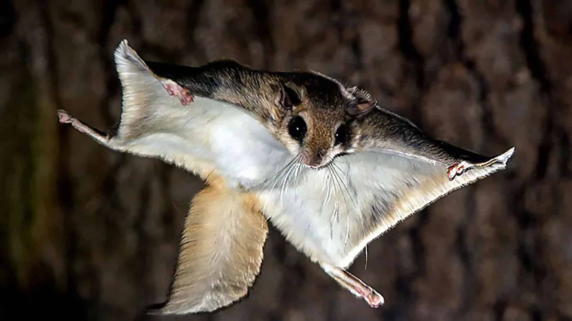 Flying-Squirrel flying squirrel