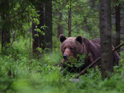 brown bear in Alutaguse National Park Estonia