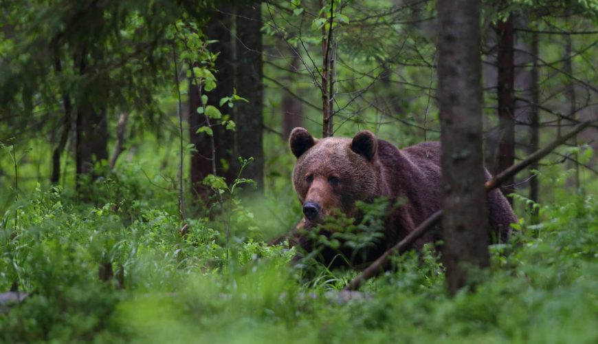 brown bear in the Alutaguse National Park