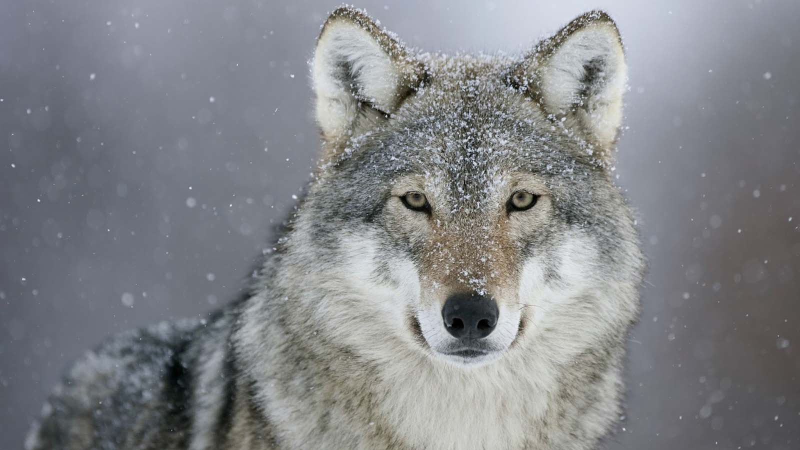 grey wolf grey wolf