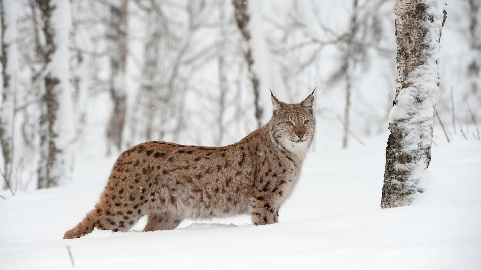 lynx eurasian lynx in the snow