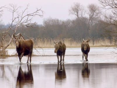 moose Matsalu National Park Estonia