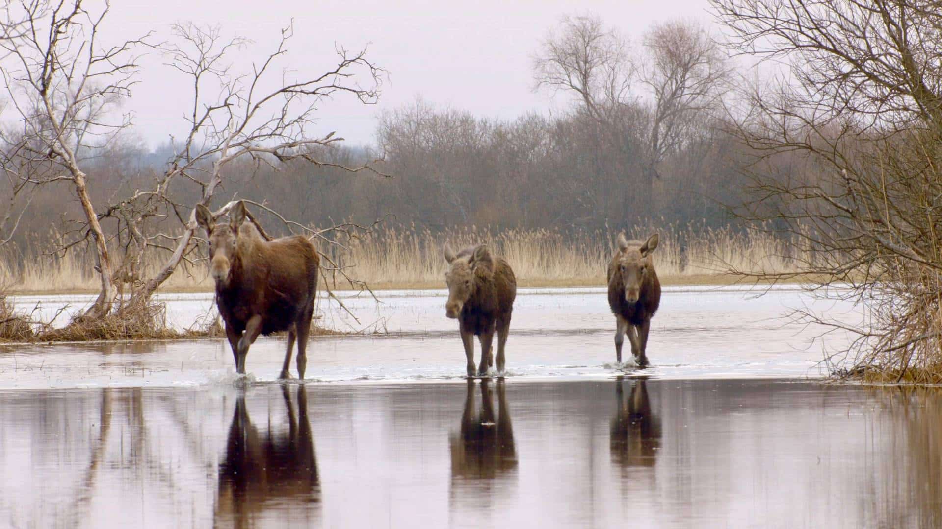 moose Matsalu National Park Estonia A herd of Moose in the Matsalu National Park, Estonia