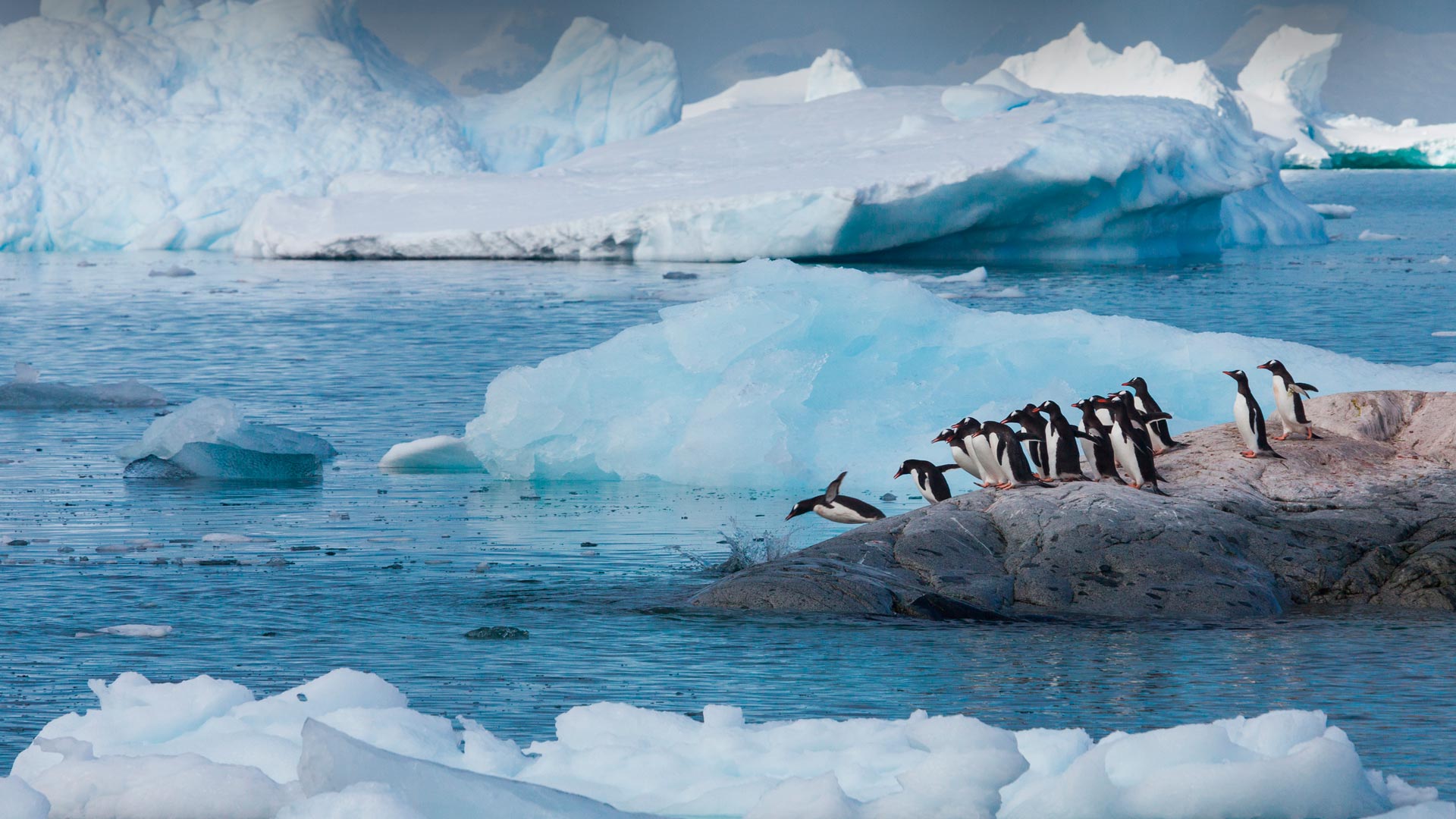 penguins jumping in the Antarctic ocean.
