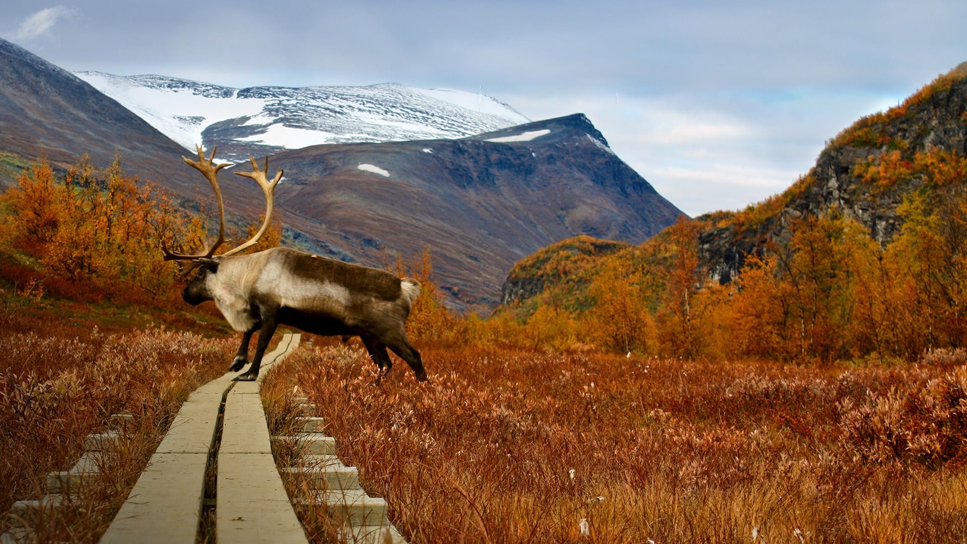 a reindeer on a hiking train in the Swedish Lapland