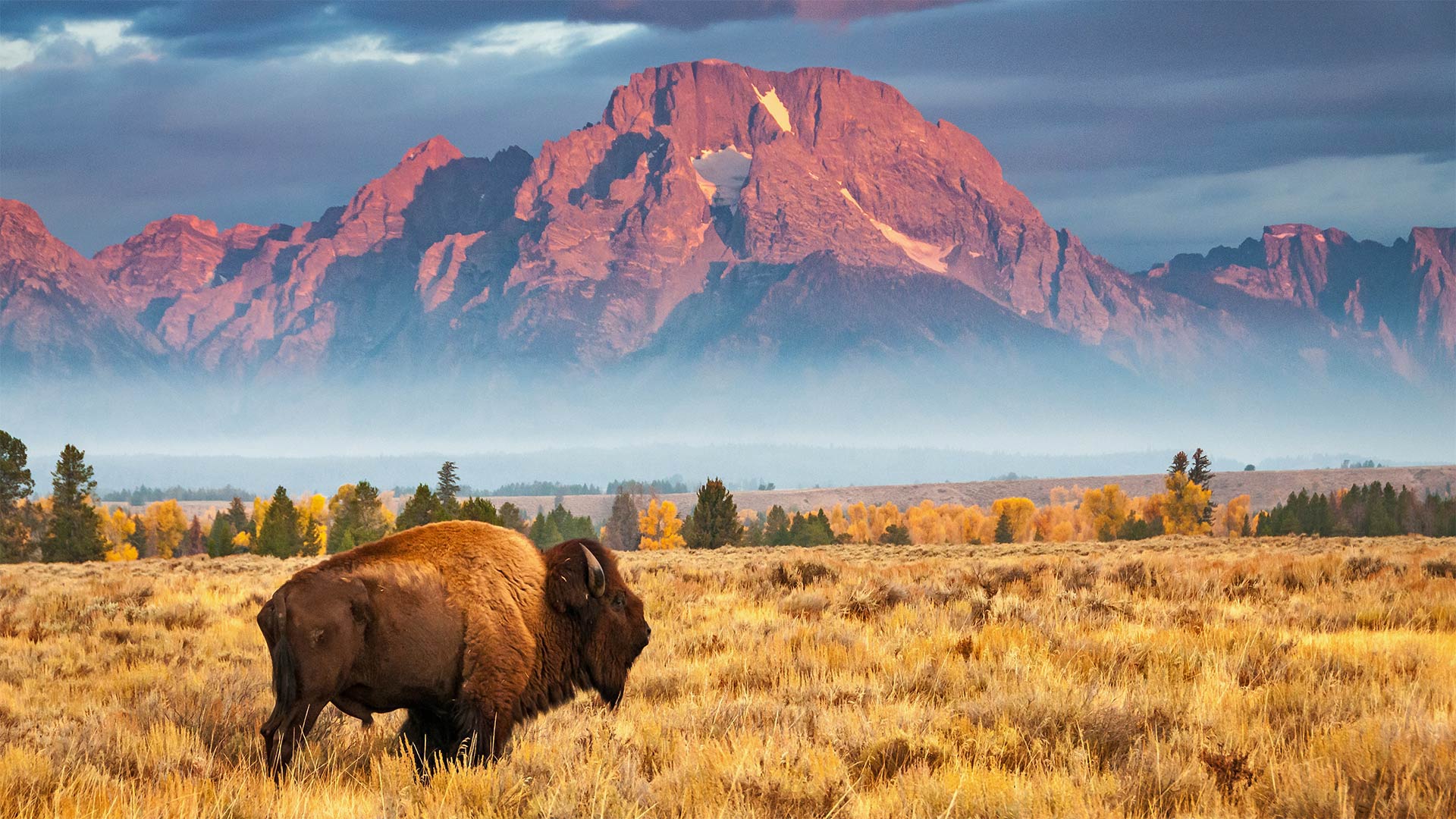 a bison in the Grand Teton National Park, Wyoming.