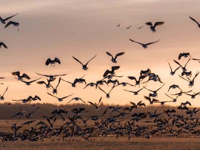 birds in matsalu national park estonia