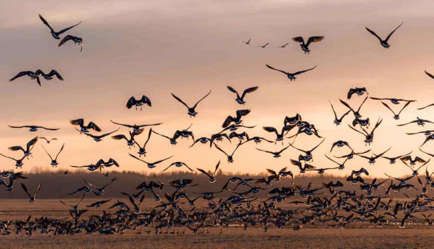 birds in matsalu national park estonia