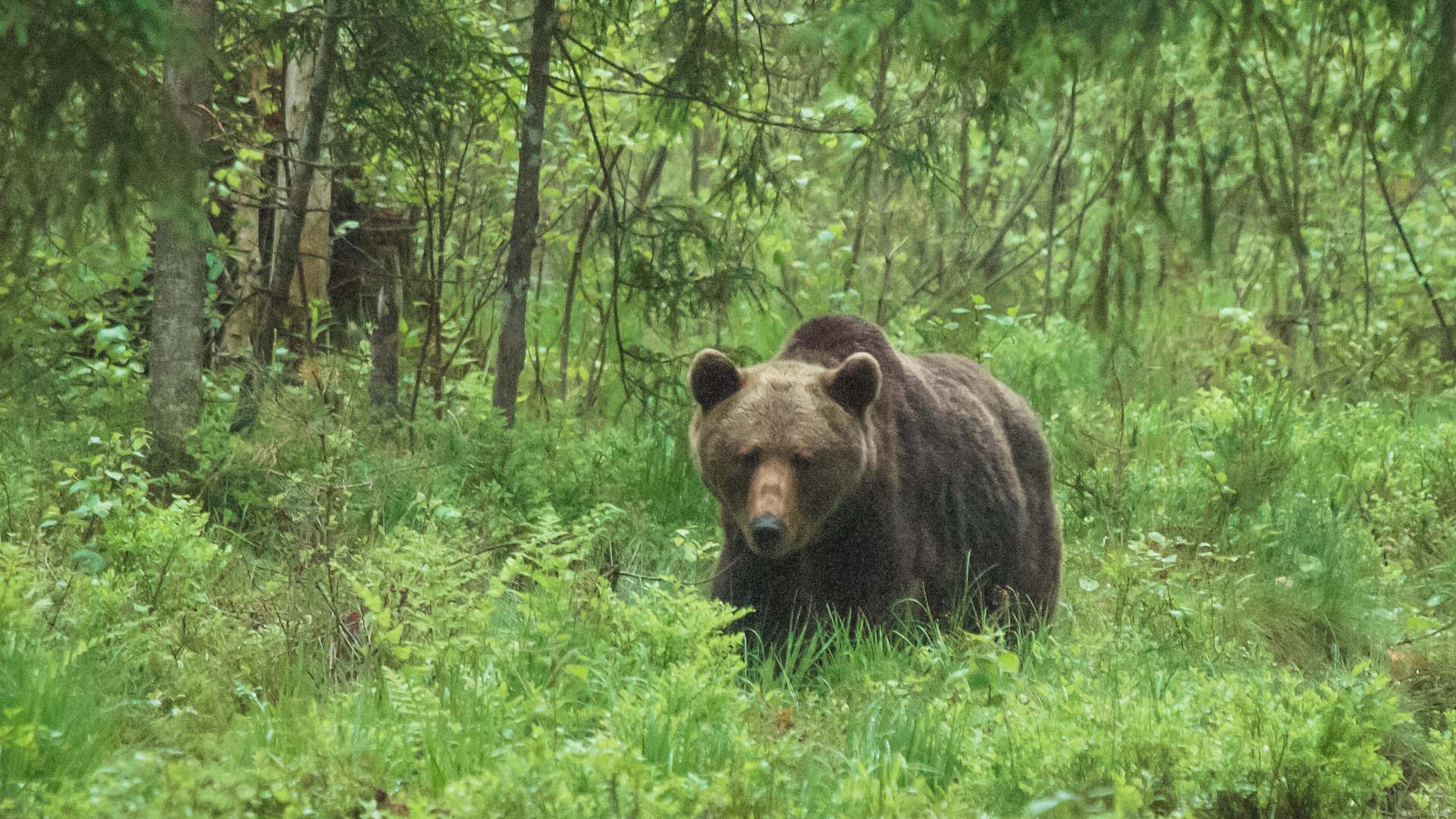 brown bear estonia a brown bear in a forest of Estonia