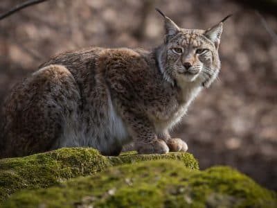 lynx estonia