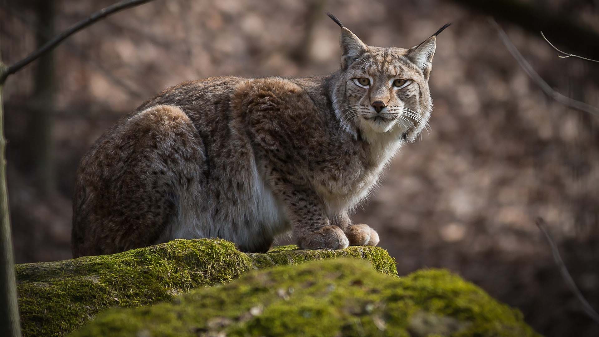 lynx estonia a lynx in Estonia